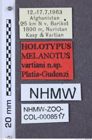 Etiketten zu Melanotus vartiani (NHMW-ZOO-COL-0008517)